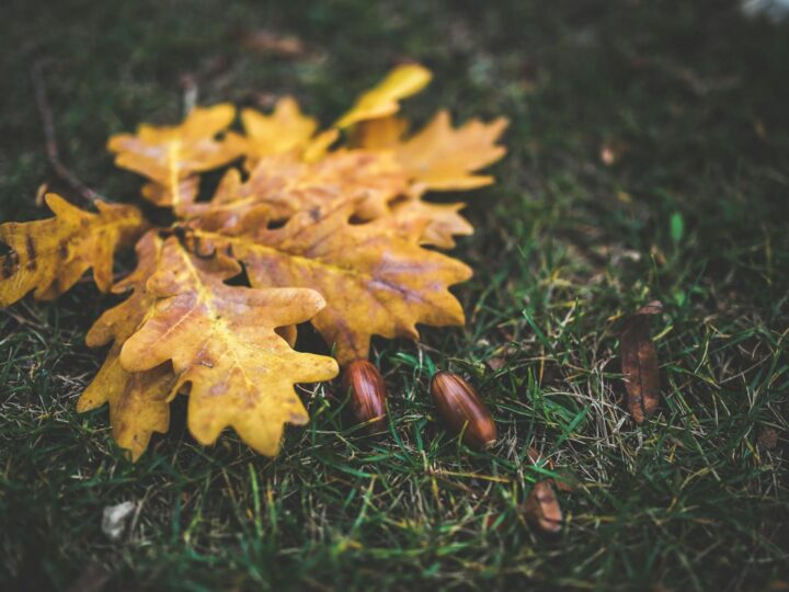 Selly Oak Park